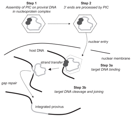 Figure 1 Steps of viral integration. Adapted with permission from: New Classes of Antiretrovirals: The Potential Clinical Role of Integrase Inhibitors and Entry Inhibitors. Clinical Care Options; Reston, Virginia; Slideset accessed at clinicaloptions.com/hiv.