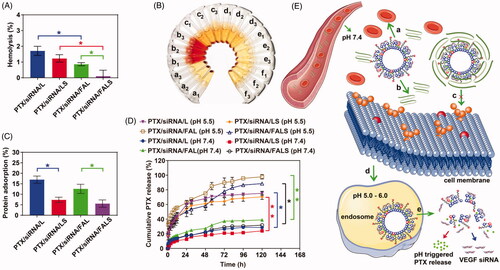 Figure 3. In vitro simulated blood circulation and release behavior of the nanoparticles. (A) Hemolysis assays of nanoparticles after 6 h incubation at 37 °C. (B) Images of the hemolysis of RBCs produced by nanoparticles. a1-a3: negative control (PBS) group, b1–b3: positive control (water) group, c1–c3: PTX/siRNA/L, d1–d3: PTX/siRNA/LS, e1–e3: PTX/siRNA/FAL, f1-f3: PTX/siRNA/FALS. (C) BSA adsorption on nanoparticles after 6 h incubation at 37 °C. (D) In vitro PTX release of nanoparticles at 37 °C (pH = 7.4 and pH = 5.5). (E) Schematic illustration of the targeted delivery and controlled release mechanism of nanoparticles. In a biological environment, nanoparticles were expected to directly contact with red blood cells, leading to the hemolysis (a), and nanoparticles might interact with protein, resulting the protein adsorption of nanoparticles (b). The protein adsorption highly depends on the surface structure of nanoparticles. The high protein adsorption of nanoparticles might prevent exposure of the targeting ligand, resulting a low cell uptake (c). In contrast, a low protein adsorption of nanoparticles would ensure the successful folate receptor-mediated uptake (d), and then nanoparticles could response to the decreased pH in the endosomes, the encapsulated drug would be efficiently released (e).