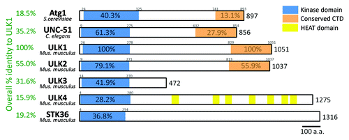 Figure 1. Atg1 and its homologous proteins in different organisms. The figure is a schematic representation of Atg1 (yeast), UNC-51 (C. elegans) and ULKs (mice). These proteins share high sequence identity and/or similarity mainly in the kinase domains. Significant similarity is also seen in the tail of Atg1, UNC-51, ULK1, and ULK2, defining a C-terminal domain of 150–250 amino acids. Overall sequence identity to mouse ULK1 as calculated by ClustalW is shown on the left-hand side.