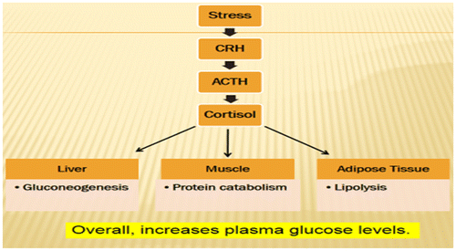 Figure 13. Metabolic disorder during stress (Marilou, Citation2004).
