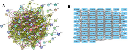 Figure 4 Construction of PPI network of common DEGs. (A) PPI network constructed using STRING database. (B) The interactions among different genes are further presented using Cytoscape software.