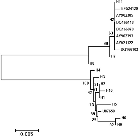 Figure 1. NJ tree based on 11 D-loop haplotypes from Chinese Wuchuan Black cattle and yellow cattle breeds downloaded from GenBank.