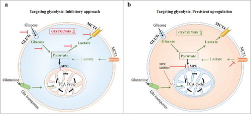 Figure 1. Evolving paradigm of abrogation of mitochondrial pyruvate metabolism and the associated hyperglycolytic phenotype. a Conventional strategy to target glycolysis by inhibition or down-regulation. b MPC-inhibition dependent augmentation of glycolysis disrupts metabolic plasticity. GLUTs, glucose transporters; LDH, lactate dehydrogenase; MCT, monocarboxylate transporter; MPC, mitochondrial pyruvate carrier; Gln, glutamine; TCA, tricarboxylic acid cycle.