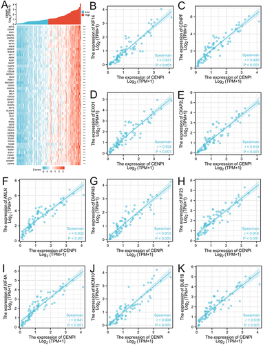 Figure 8 Top 50 genes positively correlated with CENPI expression in ACC. (A) Gene co-expression heatmap of top 50 genes positively correlated with CENPI in ACC: (B–K) Heatmap showing correlation analysis of top 10 genes and CENPI. (***p < 0.001).