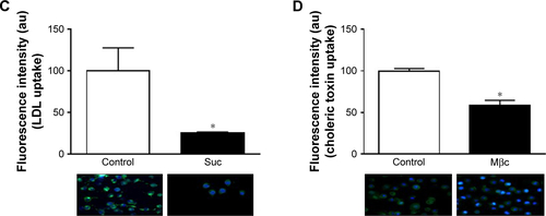 Figure S2 (A) Bar graphs and representative images showing fluorescence of RhoB/MTX-LNC (5,500 nmol/L) in BV2 cells after 1, 5, 20, 40, or 60 minutes of incubation. (B) Positive control of phagocytosis-mediated endocytosis. BV2 cells were incubated with HBSS containing zymozan conjugated to Alexa Fluor 488 (500 µg/mL) in the absence (control) or presence of Cyto D (10 µmol/L). (C) Positive control of clathrin-mediated endocytosis. BV2 cells were incubated with HBSS containing LDL conjugated to Alexa Fluor 488 (20 µg/mL) in the absence (control) or presence of high concentration of Suc (0.5 mol/L). (D) Positive control of caveolin-mediated endocytosis. BV2 cells were incubated with HBSS containing choleric toxin conjugated to Alexa Fluor 488 (10 µg/mL) in the absence (control) or presence of MβC (5 mmol/L). For phagocytosis analyses, the number of labeled cells (presence of phagosome) was counted, whereas for clathrin- or caveolin-mediated endocytosis, the fluorescence intensity (au) within cells was determined. In all the cases, the control group was considered as the 100% reference. The results are expressed as mean ± SEM, n=3–5 per group. Data from graph (A) were analyzed by one-way ANOVA, whereas (B–D) were analyzed by the Student’s t-test, *P<0.05 vs control.Abbreviations: LDL, low-density lipoprotein; HBSS, Hank’s balanced salt solution; SEM, standard error of the mean; ANOVA, analysis of variance.