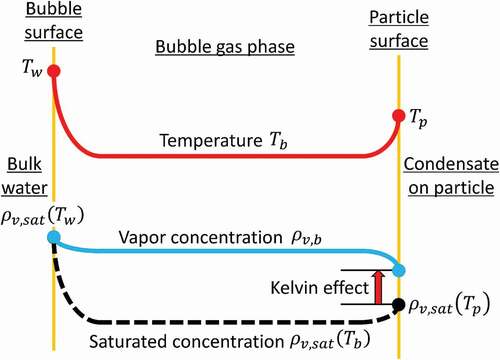 Figure 4. Conceptual picture of temperature and vapor concentration distributions in the bubble