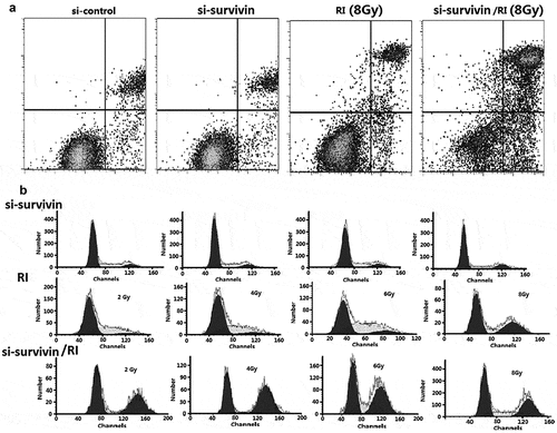 Figure 3. Targeting survivin IR-induced apoptosis and prolongs IR-induced G2/M arrest. (a) Flow cytometry was used to analyze apoptosis in C33A cells after si- survivin transfection or/and 6 Gy IR for 24 hours. (b) Cell cycle was detected by flow cytometry after 2–8 Gy IR after 24 hours
