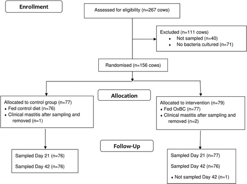 Figure 1. CONSORT diagram showing the numbers of dairy cows assessed, excluded and enrolled in a study to determine the effect of feeding oxidised β-carotene (OxBC) on clinical and subclinical mastitis.