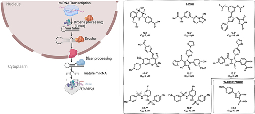 Figure 4. Inhibitors of microRNA processing. *Mechanism of action for inhibition not reported. Please see text for further details.
