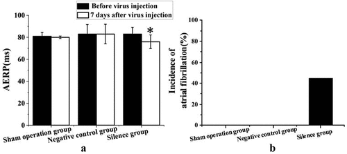 Figure 2. The results of cardiac electrophysiological indicators of experimental rabbits in each group before and after lentivirus infection (a) AERP change, * compared with that before lentivirus infection, P < 0.05; (b) AF induction rate.
