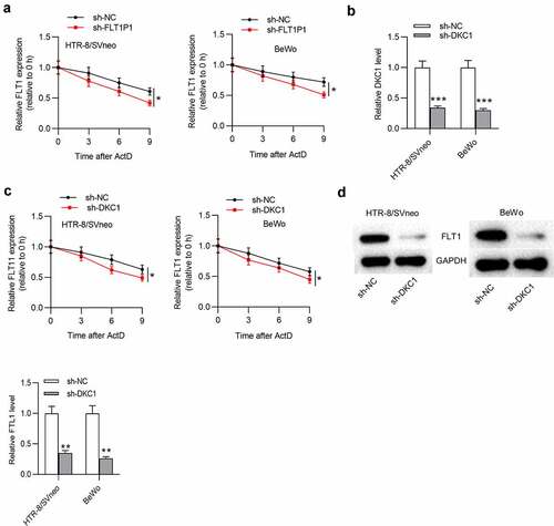 Figure 4. FLT1P1 increases FLT1 mRNA stability by recruiting DKC1. (a) FLT1 mRNA expression under actinomycin D treatment in the sh-FLT1P1 and sh-NC groups was measured by RT-qPCR. (b) The transfection efficiency of sh-DKC1 was assessed by RT-qPCR. (c) FLT1 mRNA expression under actinomycin D treatment in the sh-DKC1 and sh-NC groups was measured by RT-qPCR. (d) The FLT1 protein level in trophoblast cells transfected with sh-DKC1 was measured by western blot analysis. *p < 0.05, **p < 0.01, ***p < 0.001