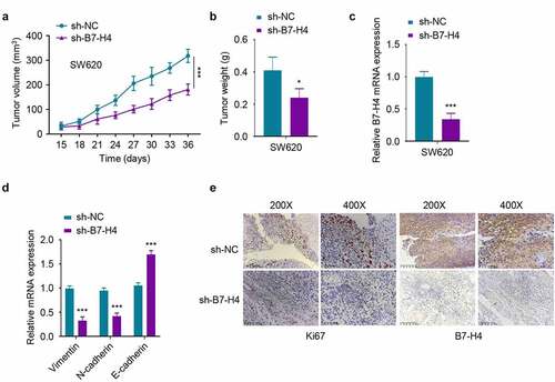 Figure 5. Silencing B7-H4 inhibits tumor growth in mice. 5χ106 SW620 cells stably expressing sh-B7-H4 or sh-NC were inoculated subcutaneously in nude mice. a. The tumor volume was measured every 3 days in each group. b. The xenograft tumor weight in each group was weighed at the end of the experiment. c, d The mRNA expression levels of B7-H4 (c), Vimentin, N-cadherin and E-cadherin (d) in the tumor samples were assessed by RT-qPCR. e. The Ki67 and B7-H4 expression levels in tumor sections were assessed by IHC staining. Scale bar: 100 μm *, P < 0.05, **, P < 0.01, and ***, P < 0.001. The error bars are defined as S.D