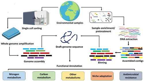 Figure 2. Schematic workflow used to generate SAGs and MAGs. Single-cell is physically separated from a complex environmental sample using microfluidics, flow cytometry, or a single-cell printer. Various genome binning tools are freely available, including MetaBAT (Kang et al. Citation2019), MaxBin (Wu et al. Citation2016), and CONCOCT (Alneberg et al. Citation2014). The quality of the draft genome is checked using CheckM or MDMcleaner and should follow the criteria for SAGs/MAGs suggested by the genome standard consortium (Bowers et al. Citation2017).