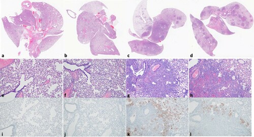 Figure 3. Lung pathology after heterologous B.1.351 rechallenge. Comparison of SARS-CoV-2 pathology for seroconverted and non-seroconverted hamsters at 5 days post rechallenge (DPR). (a–d) HE 1×. Lungs of seroconverted hamsters (a and b) and non-seroconverted hamsters (c and d), lung tissue from seroconverted animals was normal whereas the non-seroconverted animals displayed pathology consistent of lower respiratory tract infection with SARS-CoV-2. (e–h) HE 100×. Normal lungs from seroconverted hamsters (e and f) and lungs from non-seroconverted hamsters demonstrated alveolar inflammation consisting of macrophages and neutrophils, as well as variable amounts of hemorrhage, fibrin and edema (g and h). (i–l) IHC staining against N protein SARS-CoV-2 (SARS-CoV-2 antigen is visible as red-brown staining), 100×. SARS-CoV-2 antigen is absent from lungs of the seroconverted hamsters (i and j) whereas lungs from non-seroconverted hamsters demonstrated viral antigen in bronchial and bronchiolar epithelium, type I and II pneumocytes as well as pulmonary macrophages (k and l). Scale bar indicates 50 µm.
