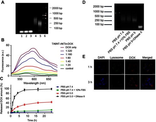 Figure 2 Construction and characterization of TA6NT-AKTin-DOX. (A) Agarose gel electrophoresis showing the effect of TA6-tethered trigger concentration on HCR amplification. Lanes 1–5: five different concentrations of TA6-tethered trigger (0.00, 0.10, 0.20, 0.33 and 1.00 μM) in a 1 μM mixture of M1-AKTin and M2-AKTin. Lane 6: DL2000 DNA marker. (B) Fluorescence spectra of DOX (1 μM) with increasing equivalents of TA6NT-AKTin, at DOX/TA6NT-AKTin molar ratios of 320, 160, 80, 40, 20, 0 and DOX only, respectively. The fluorescence quenching indicates DOX loading into TA6NT-AKTin. (C) In vitro release profiles of DOX at pH 7.4 containing 10% FBS, pH 7.4, 5.0 and 5.0 with DNase II. Data are mean±SD (n=3). (D) Agarose gel electrophoresis of TA6NT-AKTin-DOX at pH 7.4 containing 10% FBS, pH 7.4, 5.0 and 5.0 with DNase II for 24 hrs. (E) Fluorescence images of BCSCs treated with both LysoTracker Green and TA6NT-AKTin-DOX.