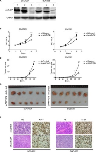 Figure 2 Effects of AMF/GPI knockdown in GC cell growth and proliferation in vitro and in vivo.Notes: (A) AMF/GPI expression confirmed by Western blotting. Lane 1, wild type; lane 2, scrambled shControl; lane 3, shAMF/GPI. (B) Cell proliferation measured by MTT assay. (C) Tumor growth curve of shControl and shAMF/GPI cells. (D) Pictures show tumor formation in nude mice injected with shControl and shAMF/GPI cells. (E) H&E and Ki-67 stainings of xenograft tumor tissues. Magnification: ×100. The data are shown as mean±SD. *p<0.05, **p<0.01, ***p<0.001.Abbreviations: AMF, autocrine motility factor; GC, gastric cancer; GPI, glucose-6-phosphate isomerase.