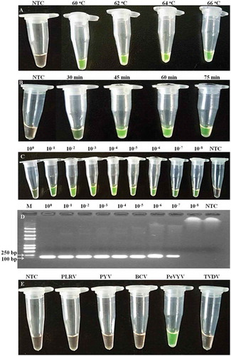 Fig. 1 (Colour online) Optimization of the reaction conditions in RT-LAMP for PeVYV detection. (a) Different incubation temperature; (b) Different incubation duration; (c) Sensitivity of RT-LAMP using serial (10-fold) dilutions of total RNA of PeVYV infected pepper; (d) Sensitivity of RT-PCR using serial (10-fold) dilutions of total RNA of PeVYV infected pepper; (e) Specificity using total RNA of four other viruses and PeVYV infected pepper; PLRV, Potato leafroll virus; PYV, Potato yellow virus; BCV, Beet chlorosis virus; TVDV, Tobacco vein distorting virus; M indicates DNA ladder; NTC indicates the non-template control.