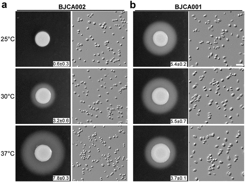 Figure 3. Comparison of SAP activities of C. auris strains BJCA001 and BJCA002. Approximately 5 × 106 yeast-form cells of BJCA002 (a) or BJCA001 (b) in 5 μL ddH2O were spotted onto YCB-BSA medium plates and then incubated at 25°C, 30°C, or 37°C for 7 days. The width of the white precipitation zones (halos) that indicate the level of SAP-mediated BSA hydrolysis activity are shown below the corresponding image (mm). Average values and standard deviations are presented (three repeats). Scale bar, 10 μm