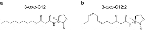 Figure 1. Chemical structure of 3-oxo-C12 and 3-oxo-C12:2 N-acyl-homoserine lactones. (a) N-(3-oxododecanoyl)-L-homoserine lactone (referred as 3-oxo-C12) is produced by P. aeruginosa. (b) Unsaturated 3-oxo-C12:2 homoserine lactone (referred as 3-oxo-C12:2) was identified in the human gut microbiota and was synthesized as described in.Citation23