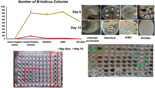 Figure 11. Bacterial and fungal colonies from the infected wound at (day zero) and at the last day of treatment (day 12) (mean ± SE).