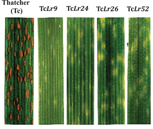 Fig. 2 (Colour online) ‘Thatcher’ isogenic lines 11 days after inoculation with P. triticina, race PBJL. PBJL induces a low infection type, rated as a fleck (;) on Lr9, Lr24, Lr26 and Lr52.