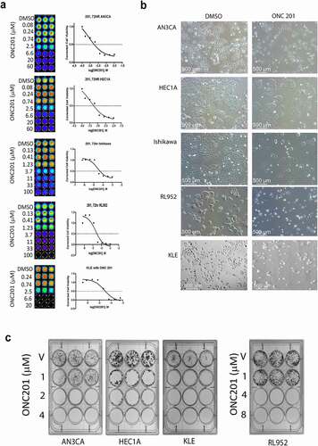 Figure 1. ONC201 decreases the cell viability of endometrial cancer cells at μM concentrations.