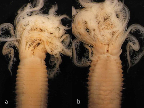 Figure 2. Parasabella fullo syntype ZMB 5731: (a) thoracic ventral view (b) thoracic dorsal view