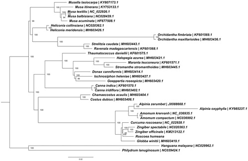 Figure 1. ML phylogenetic tree of the 31 Zingiberales, based on the available chloroplast genome sequences in GenBank and the chloroplast sequence of Roscoea humeana. The tree is rooted using Commelinales (Hanguana malayana and Philydrum lanuginosum) as outgroups. Bootstraps (1000 replicates) are shown at the nodes.
