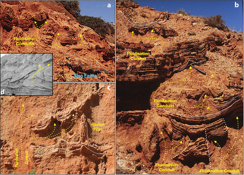 Figure 6. Isolated blocks of well-bedded sands floating within a surrounding matrix of structureless clayey sand injected along fluidisation conduits (dashed yellow arrows). Note step-faulting of indurated sands in a (dashed blue lines). White dotted lines in b & c indicate bedding trends. White dashed lines in b indicate faults. a, b: from near Port Noarlunga. c: from Witton Bluff. d: Fluidisation conduit in sandy late Messinian seismite from Alicante, Spain (from Montenat et al., Citation2007).