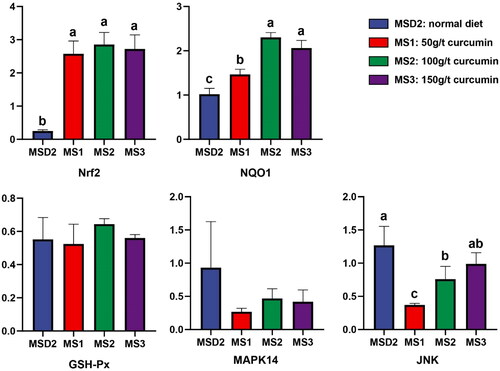 Figure 1. Effect of curcumin on the expression of antioxidant genes in the liver of meat rabbits (n = 5).Abbreviations: MSD2, normal diet; MS1, 50g/t curcumin; MS2, 100g/t curcumin; MS3, 150g/t curcumin; Nrf2, nuclear factor erythroid-2 related factor 2; NQO1, NAD(P)H: quinone oxidoreductase 1; GSH-Px, glutathione peroxidase; MAPK14, mitogen-activated protein kinase 14; JNK, c-Jun N-terminal kinase.Data are presented as means ± standard error.a, b Values with different superscripts differ significantly (P < 0.05).