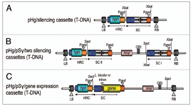 Figure 3 Different uses of the pHg/pSILBAγ vector system. The figure represents the T-DNAs of binary vectors for (A) ihpRNA triggering without the plasmid rescue motif; (B) simultaneous silencing of two different genes or boosting ihpRNA triggering of a single target; (C) the use in transgene expression studies with an intronic sequence included into the expression cassette. HRC, hygromycin B resistance cassette; SC, silencing cassette; EC, expression cassette.
