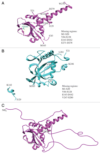 Figure 1. Models of yeast Atg3. (A) The crystal structure of Atg3 in solution (PDB ID: 2DYTCitation30). The missing protein regions are listed on the right side of the panel, and the amino acid residues at the border with the missing regions are denoted directly in the ribbon model. (B) The crystal structure of Atg3 in a complex with Atg7 (Atg7 not shown) (PDP ID: 4GSLCitation28). The missing regions and border residues are shown as in (A). (C) Hypothetical structural model of Atg3 in solution. The extended disordered conformation of Atg3 is depicted schematically, and includes disordered domains that are not visible in the published crystal structure.Citation30 Structural models were created using DeepView/Swiss-PDBViewer v.4.0.4 available at http://spdbv.vital-it.ch/.