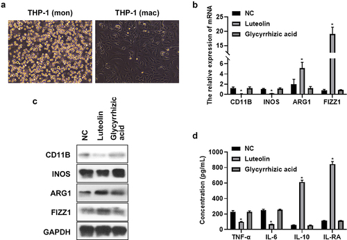 Figure 1. Luteolin promoted M2 polarization and inhibited M1 polarization in THP-1 induced macrophages but glycyrrhizic acid had no these effects. (a) Changes of cell morphology was observed in microscope after THP-1 induced into macrophages. (b) qRT-PCR was used to test CD11B, INOS ARG1, and FIZZ1 expression in luteolin (or glycyrrhizic acid) treated THP-1 induced into macrophages. (c) Western blot was used to evaluate CD11B, INOS ARG1, and FIZZ1 expression in luteolin (or glycyrrhizic acid) treated THP-1 induced into macrophages. (d) ELISA was used to determine the secretion of pro- and anti-inflammatory factor TNF-α, IL-6, IL-10, and IL-RA; * indicates the p value less than 0.05.