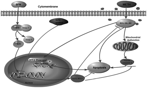 Figure 9. Proposed molecular mechanism describing the protective effect of SFN in alleviating METH-induced neuronal oxidative damage and apoptosis via Nrf2/HO-1/GCS pathway. In brief, METH-induced neuronal oxidative damage via down-regulation of Nrf2/HO-1/GCS signaling pathway and caused cell apoptosis. However, SFN pre-treatment significantly alleviated METH-induced oxidative damage, as well as decreased mitochondrial dysfunction and cell apoptosis in PC12 cells by activation of Nrf2 expression. In contrast, knock-down of Nrf2 expression further aggravated neuronal damages induced by METH in PC12 cells.