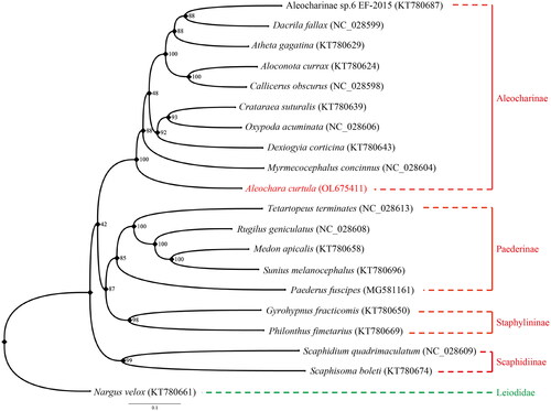 Figure 1. Maximum likelihood phylogeny of Staphylinidae based on the mitogenomic data of Aleochara (Aleochara) curtula and 19 other coleopteran species. Numbers on the nodes indicate bootstrap support values, and tip labels show taxon names with their respective GenBank accession numbers. Our newly sequenced A. curtula is marked in red, and the outgroup Leiodidae in green.