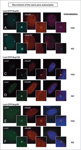 Figure 2. Nucleoporins anchored to the LacO array recruit other nucleoporins from the same subcomplex. Immunofluorescence microscopy of U2OS 2–6–3 cells transiently transfected with either LacI-CFP-Nup53 (A, B), LacI-CFP-Nup155 (C, D), or LacI-CFP-Nup58 (E, F) were stained with the indicated antibodies. Chromatin is visualized using DAPI stain. In panels (A) and (B), LacI-CFP-Nup53 was detected by CFP fluorescence. The right hand panels show a merged image of the 3 stains. The smaller insets show a magnified image of the LacO array in each image. Colocalization of the untagged endogenous Nup in question (middle panels) with the transfected LacI-CFP-Nup being tested (left panels) is summarized at the right.