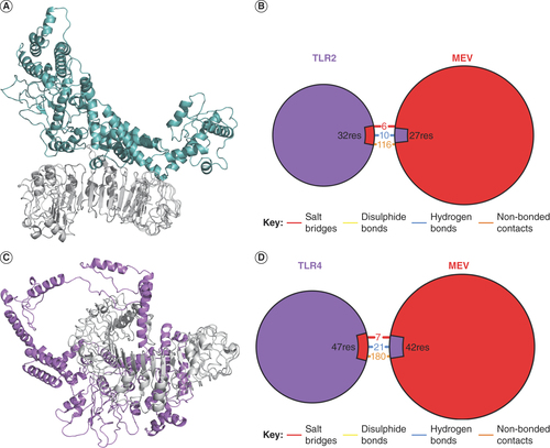 Figure 4. Interaction of multiepitope vaccine with Toll-like receptors. (A) Interaction of the MEV with TLR2 in 3D. (B) Overview of the types of chemical interaction between the MEV and TLR2. (C) Interaction of the MEV with TLR4 in 3D. (D) Overview of the types of chemical interactions between the MEV and TLR4.MEV: Multiepitope vaccine; TLR: Toll-like receptor.