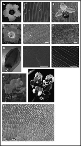 Figure 1 Photographic floral images (both in visible and UV light) and corresponding scanning electron micrographs. (A and B) Hibiscus trionum flower showing ‘bulls-eye’ pattern. (B) SEM of Hibiscus trionum petal image showing the boundary region (B, scale bar = 50 µm) between the pigmented (striated) region and the white (conical) on the petal. (C) Ophrys apifera flower. (D–F) Nolana paradoxa flowers. (E) striated center white region (E, scale bar = 20 µm). (F) The outer blue region with conical cells (F, scale bar = 100 µm). (G–I) Tulipa humilis petal. (H) The dark inner center with no cuticular striations (H, scale bar = 10 µm). (I) the rest of the petal which has ordered striations (I, scale bar = 5 µm). (J–L) Lathyrus pratensis. (J) Lathyrus pratensis flowers in visible light. (K) Lathyrus pratensis flowers showing UV reflection. The nectar guides at the base of the flag petal are indicated with arrows. (L) SEM of flag showing unstriated region corresponding to nectar guides (base of flag indicted by arrow) (L, scale bar = 100 µm).