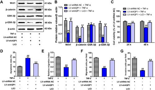 Figure 7 Activation of Wnt/β-catenin pathway by LiCl reversed the effects of AQP1 silencing on the biologic behaviors of TNF-α-stimulated MH7A cells. (A) Typical examples of protein expressions of Wnt/β-catenin pathway key members. (B) Quantitative statistical results of the protein relative values. (C) Cell viability at 24 h and 48 h. (D) Histogram of apoptosis rate (%). (E) Histogram of the relative migration indexes. (F) Histogram of the migrated cell numbers per microscopic field. (G) Histogram of the invasive cell numbers per microscopic field. The data are mean ± SEM of three to five independent experiments performed in triplicate. ##P < 0.01 compared with LV-shRNA NC group. **P < 0.01 compared with LV-shAQP1 group.