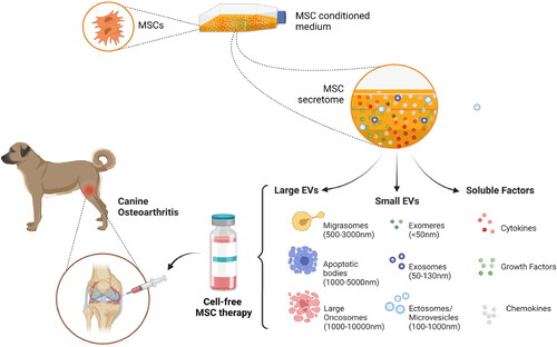 Figure 1. Illustrating the components that constitute the mesenchymal stem cell (MSC) derived secretome and the prospects of cell-free therapy in managing canine osteoarthritis. Diverse subtypes of extracellular vesicles (EVs) have already been defined. According to the International Society for Extracellular Vesicles (ISEV) recommendation, EVs are classified into small EVs (< 200 nm diameter) and large EVs (>200 nm) based on their size. MSCs – Mesenchymal Stem Cells (created using BioRender.com).