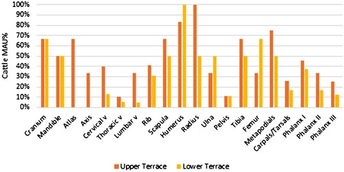 Figure 5. Body Part Comparison of Cattle from the Upper and Lower Terrace, based on Minimal Animal Units %.