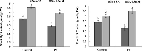 Figure 2. Effect of seed pretreatment with SA on H2S content of maize plants under lead stress (Mean ± SE, n = 3), P ≤ 0.05.