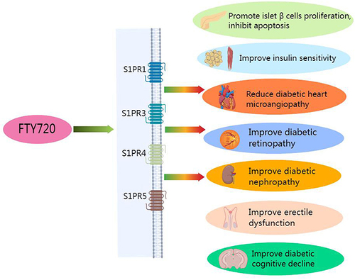 Figure 2 FTY720 acts on the above-mentioned organs to improve DM and its chronic complications through S1PR1, 3, 4, 5.