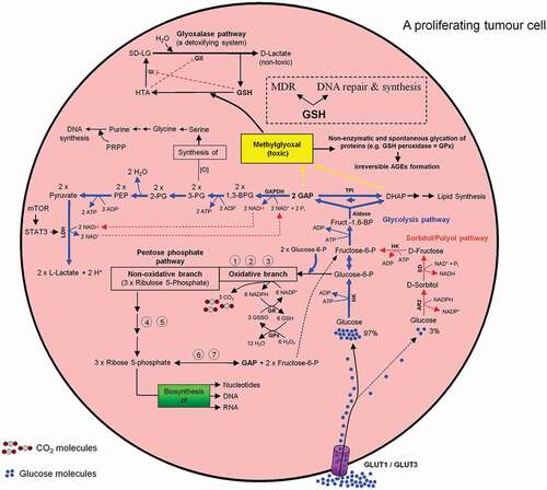 Figure 10. Intercross between glycolysis-, sorbitol-, pentosephosphate, and glyoxalase pathways in mammalian cells especially in a proliferating tumor cell. For more details see the main text.