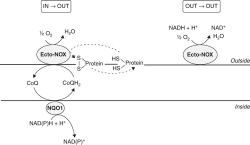 Figure 1.  Diagram of electron flows generated by Ecto-NOX activity. Electrons can move from inside to outside (in→out) or can be retained in the extracellular space (out→out). The in→out movement is directed from the intracellular NAD(P)H to the inter-membrane quinone (CoQ) and finally to extracellular electron acceptors, such as O2 or protein disulfides. In the out→out movement both the electron donor and acceptor are located outside the cell. NQO1, NAD(P)H:ubiquinone oxidoreductase. Ecto-NOX, hydroquinone (NADH) oxidase.