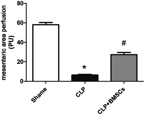 Figure 4. Mice treated with BMSCs presented a significantly increased mesenteric perfusion area compared to CLP control mice (n = 4, per group). Data are expressed as mean ± SEM, and were compared by one-way ANOVA and SNK method; *p < 0.05 versus the sham group; #p < 0.05 versus the CLP control group. ANOVA: Analysis of Variance; CLP: cecal ligation and puncture; SEM: standard error of the mean; SNK: Student–Newman–Keuls.