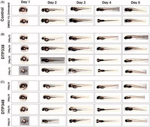 Figure 3. Phenotypic images zebrafish embryos in control and nitroimidazole inhibitor treated groups. Developmental images of 1–5 dpf zebrafish embryos exposed to different concentrations of DTP338 and DTP348. (A) The images of control group (not treated with inhibitors) and 1% DMSO treated zebrafish larvae show normal development. (B) The zebrafish larvae treated with different concentrations (100–500 μM) of DTP338. (C) The images of zebrafish larvae exposed to different concentrations (100–500 μM) of DTP348. The embryos exposed up to 500 μM concentrations show no apparent phenotypic abnormalities at the end of 5 after exposure to the drugs and had normal embryonic development.