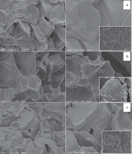 Figure 1. Scanning electron micrographs performed at 250, 500, and 5000 × of A: cooked; B: cooked freeze-dried; and C: cooked freeze-dried rehydrated potato.