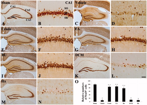 Figure 1. NeuN immunohistochemistry of the CA1 region in the sham- (A and B), vehicle- (C and D), crude-extract- (E and F), EA-fraction- (G and H), BU- fraction- (I and J), DCM- fraction- (K and L) and Hx fraction- (M and N) treated ischemia groups five days after ischemia--reperfusion. Only the crude-extract-, EA- and BU-fraction-treated ischemia groups contain a larger amount of pyramidal neurons in the stratum pyramidale (SP) than the vehicle-treated ischemia group. SO, stratum oriens; SR, stratum radiatum. Scale bar = 200 μm (low-magnification photos, A, C, E, G, I, K and M), 50 μm (high-magnification photos, B, D, F, H, J, L and N). (O) Relative analysis as percent in the number of NeuN-immunoreactive neurons in the CA1 region (n = 7 per group; *p < 0.05, significantly different from the sham group, #p < 0.05, significantly different from the vehicle-treated ischemia group). The bars indicate the means ± SEM.