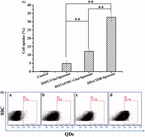 Figure 4. BMDCs were cultured with various QDs-labelled liposome formulations for 2 h. The uptake of QDs-labelled liposome was measured using flowcytometry. (A) Percentages of intracellular uptake of test formulations. (B) Flow cytometry pictures are representatives of the control group (a), DSPC/Chol liposome (b), DOTAP/DC-Chol liposome (c), and DDA-TDB liposome (d). (n = 3) *p < .05, **p <  .01.